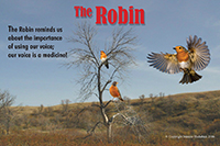 The Robin Poster Thumbnail
